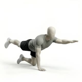 Exécution de l'exercice bird dog, muscles sollicités : dos, au poids du corps