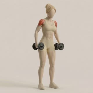 Exécution de l'exercice élévation latérale haltères, muscles sollicités : épaules, avec halteres